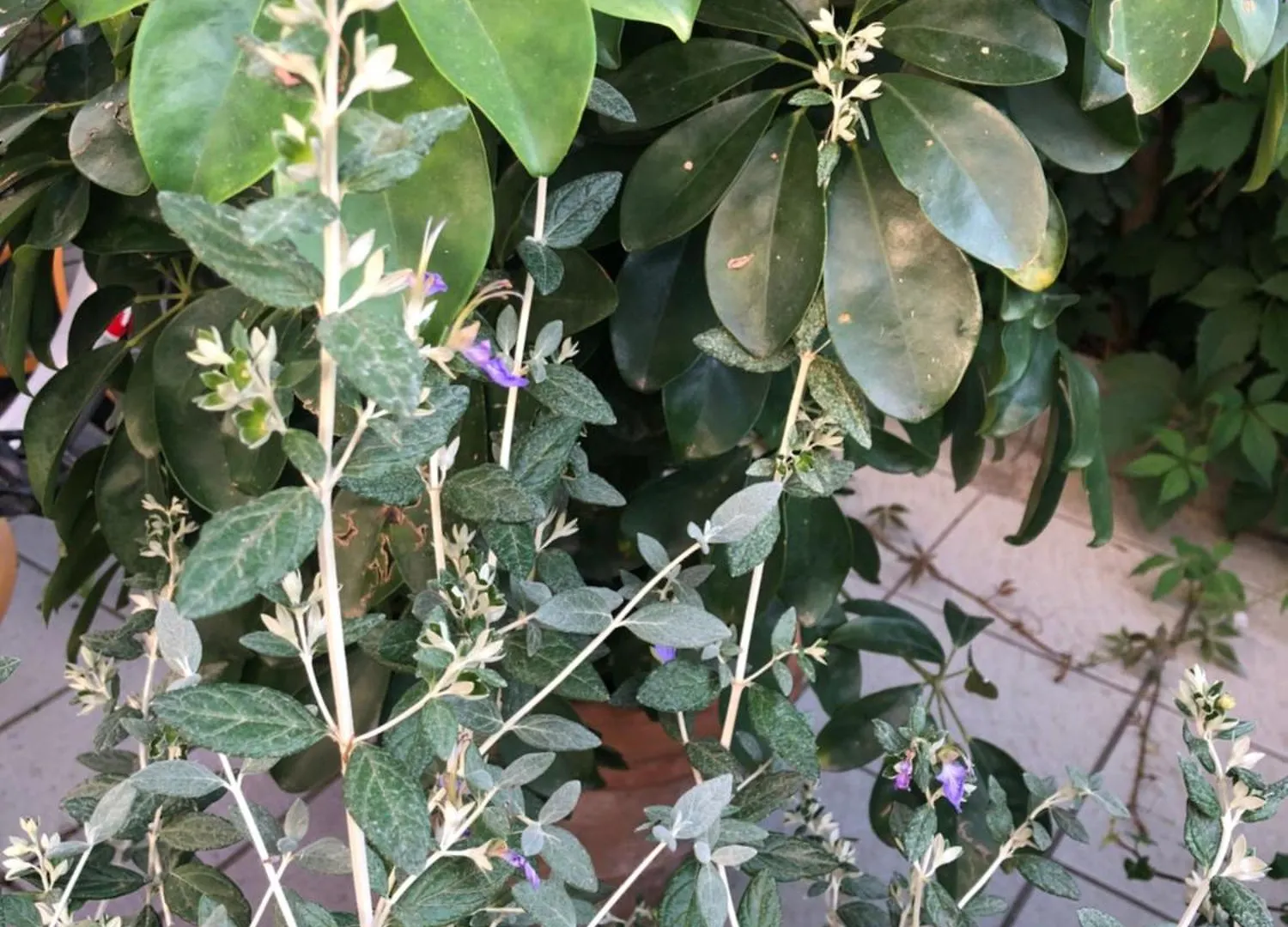 ACasaMia WelcHome Hotel Rimini